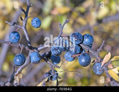 Dry prunellier, Prunus spinosus close up Banque D'Images