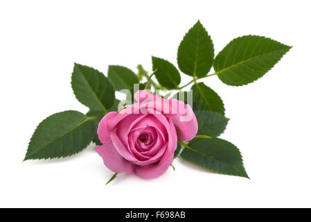 Rose rose isolé sur fond blanc Banque D'Images