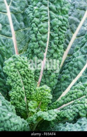 Kale 'Nero di Toscana' Brassica oleracea (groupe Acephala), chou frisé Banque D'Images