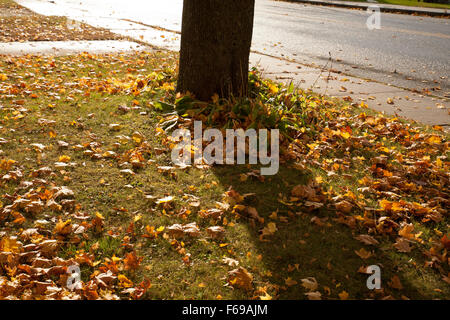Les feuilles tombées dans une cour avant après une pluie. Banque D'Images
