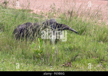 Fourmilier géant dans l'herbe, en bordure de la Sao Jose, Mato Grosso do Sul, Brésil Banque D'Images