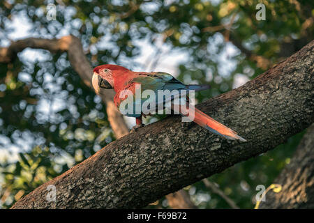 Ara vert et rouge sur une grosse branche, près de Sunset, Buraco das Araras Mato Grosso do Sul, Brésil Banque D'Images