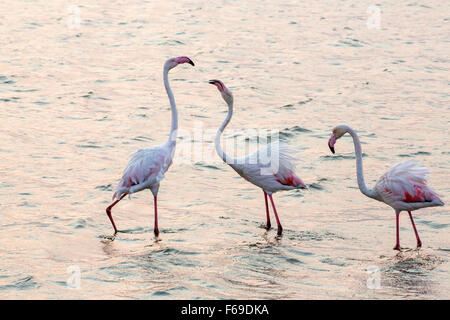 Walvis Bay flamants roses, Namibie, Afrique Banque D'Images