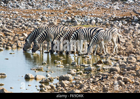 Les zèbres boire au point d'Okaukuejo, Etosha National Park, Namibie, Afrique Banque D'Images