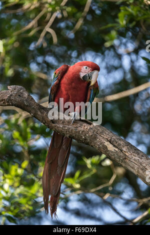 Ara vert et rouge sur une branche d'arbre, Buraco das Araras Mato Grosso do Sul, Brésil Banque D'Images