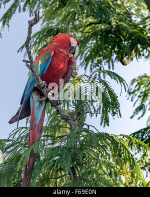 Ara vert et rouge dans un mimosa Buraco das Araras,, Mato Grosso, Brésil Banque D'Images