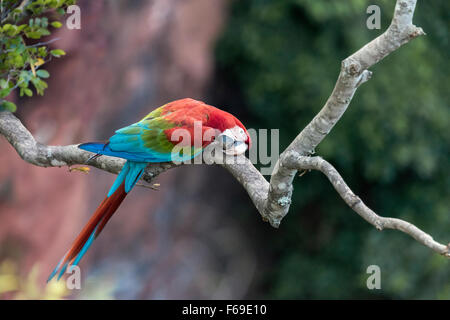 Ara rouge et vert sauvage perché sur une branche au-dessus, Buraco das Araras Mato Grosso, Brésil Banque D'Images