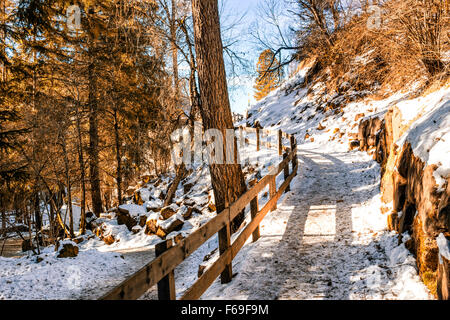 Brown chemin à pied dans une forêt de pins, d'épicéas et de sapins sur les Dolomites en hiver Banque D'Images