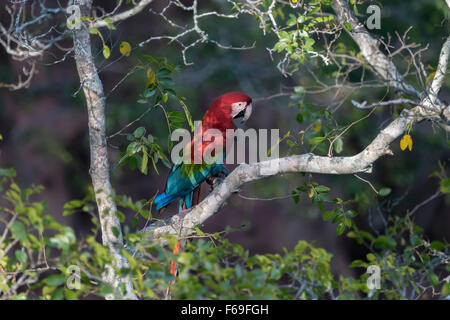 Ara rouge et vert sauvage dans un arbre, Buraco das Araras, Mato Grosso, Brésil Banque D'Images