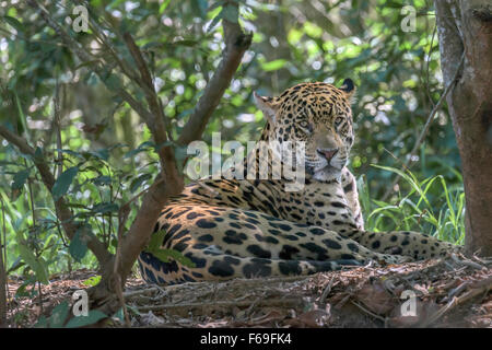 Jaguar se trouvant dans les bois # 2, Rio Cuiaba, Pantanal, Brésil Banque D'Images