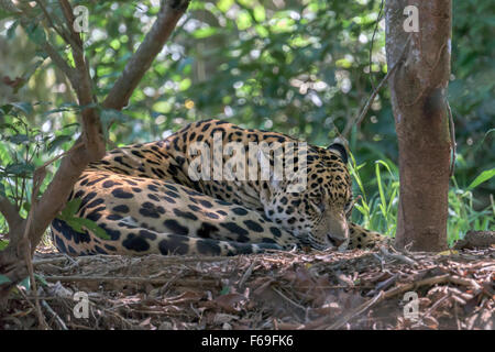 Jaguar se trouvant dans les bois # 1, Rio Cuiaba, Pantanal, Brésil Banque D'Images