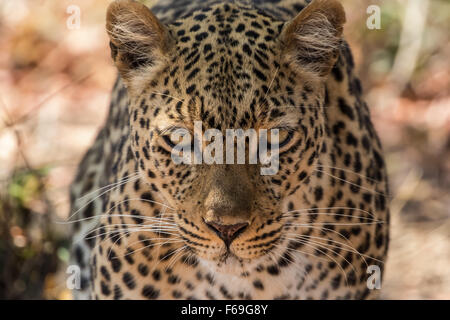 Un gros plan d'un léopard (Panthera pardus pardus) approche du photographe, ses yeux fermement fixé à l'avance, alerte mais calme. Banque D'Images