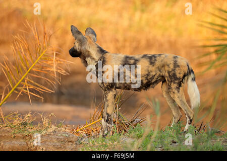 Chien sauvage d'Afrique ou peint chien de chasse (Lycaon pictus), Sabie-Sand nature reserve, Afrique du Sud Banque D'Images