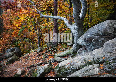 Vieille forêt paysage enchanté en automne. Banque D'Images