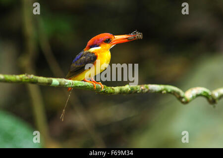 Dans la nature, d'oiseau noir (oriental) dwaft kingfisher sur la branche dans la nature Banque D'Images