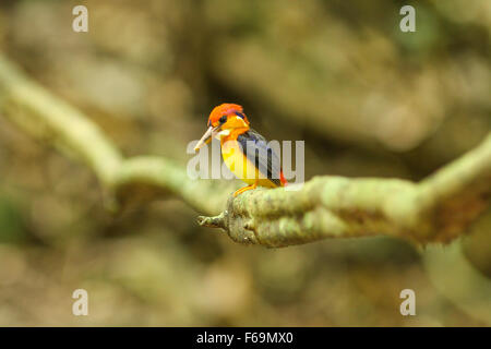 Dans la nature, d'oiseau noir (oriental) dwaft kingfisher sur la branche dans la nature Banque D'Images