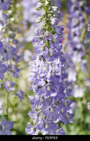 Delphinium bleu à une frontière. Banque D'Images