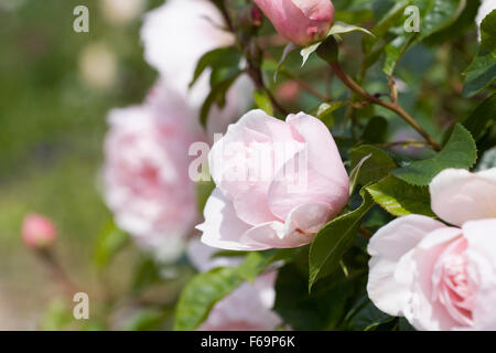 Rosa. Arbuste rose pâle rose dans un jardin anglais. Banque D'Images