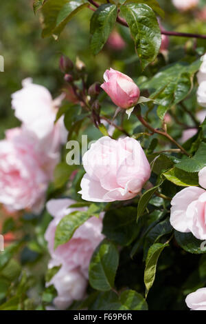 Rosa. Arbuste rose pâle rose dans un jardin anglais. Banque D'Images