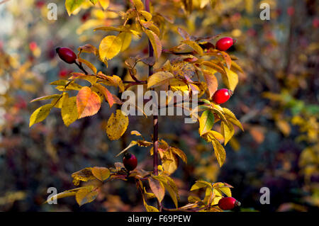 Direction générale de l'dogrose avec feuilles dorées à l'automne Banque D'Images