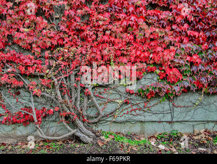 Boston ivy croissant sur un mur Banque D'Images