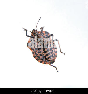 Rayures noir rouge shield bug isolé sur fond blanc Banque D'Images