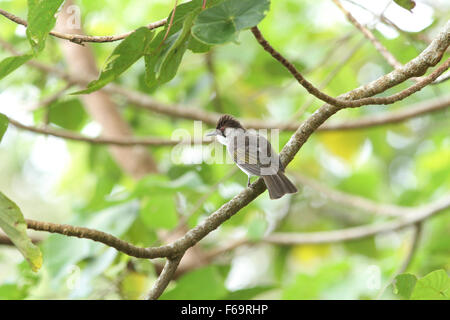 Bulbul à tête de suie dans la nature des oiseaux de se percher sur une branche Banque D'Images