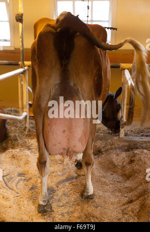 Vue arrière d'une vache laitière en pleine mamelle Banque D'Images