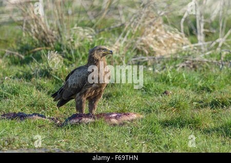 Maennlicher Schreiadler, Aquila pomarina, homme aigle pomarin Banque D'Images