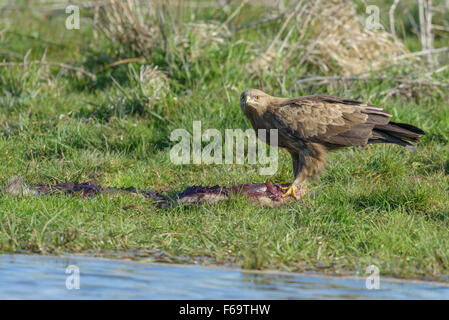 Maennlicher Schreiadler, Aquila pomarina, homme aigle pomarin Banque D'Images