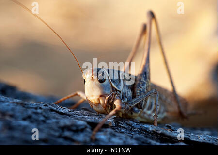 Blue-winged Grasshopper (Sphingonotus caerulans) - Grèce Banque D'Images