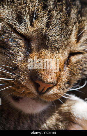 Close up of a sleeping cat's face intérieure Banque D'Images