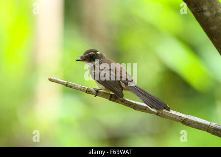 Close up Portrait de Malaysian Pied Fantail(Rhipidura javanica) dans la nature Banque D'Images