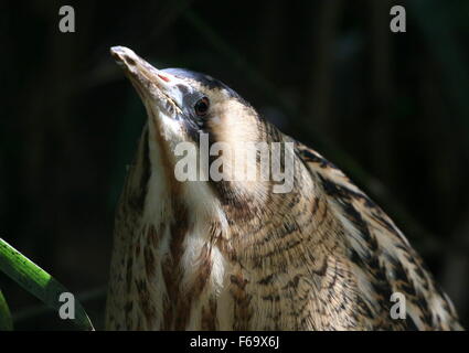 Close up of a bien camouflée Bittern Botaurus stellaris (européenne) face à l'appareil photo Banque D'Images