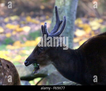 Close-up of a repéré des Philippines ou Visayan buck deer (Cervus alfredi, Rusa alfredi) feuilles à mâcher Banque D'Images