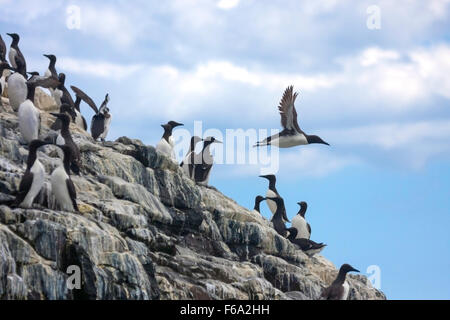 Colonie de guillemots à miroir nichent dans Northumberland Farne intérieure Banque D'Images