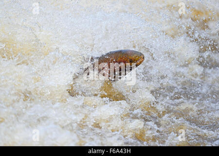 Atlantic Salmon, un mâle qui bonde dans l'eau turbulente près du déversoir, Derbyshire, Royaume-Uni Banque D'Images