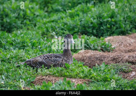 Femme eider sur l'incubation des oeufs Banque D'Images