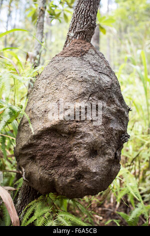 Termitière sur une branche d'arbre dans le Mountain Pine Ridge Forest Reserve du Belize. Banque D'Images