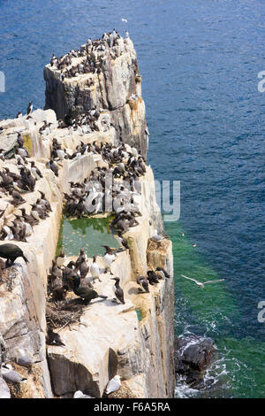 Guillemot commun à l'assemblage se reproduisent sur l'île de Farne intérieure britannique Northumberland Banque D'Images