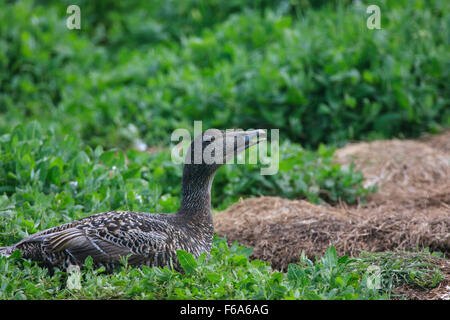 Eider (femelle) Prendre l'air frais à chaud Banque D'Images