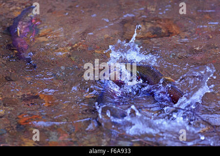 Saumon coho, Oncorhynchus kisutch, frayant dans petit Silvern Creek, près de Smithers, Colombie-Britannique Banque D'Images