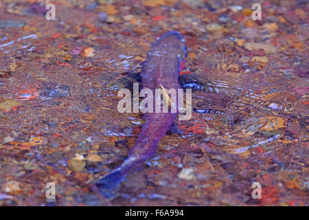 Saumon coho, Oncorhynchus kisutch, frayant dans petit Silvern Creek, près de Smithers, Colombie-Britannique Banque D'Images