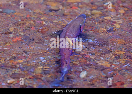 Saumon coho, Oncorhynchus kisutch, frayant dans petit Silvern Creek, près de Smithers, Colombie-Britannique Banque D'Images