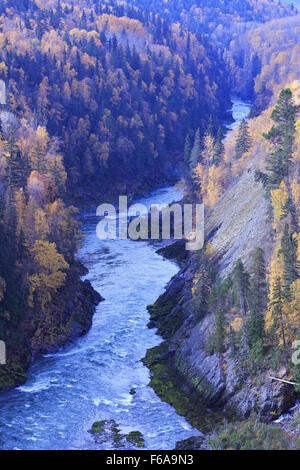 Couleurs d'automne jaune feuilles de tremble le long de la rivière Bulkley, près de l'Hzelton, Colombie-Britannique Banque D'Images