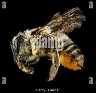 Megachile latimanus est une espèce d'abeille coupe-feuilles originaire du comté d'Alger, dans le Michigan, photographiée du côté gauche. Connues pour leurs poils oranges distinctifs, ces abeilles jouent un rôle crucial dans la pollinisation, en particulier dans les écosystèmes de fleurs sauvages et agricoles. Cette photo capture leurs principales caractéristiques en utilisant des techniques de photographie macro. Banque D'Images