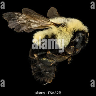 Cette image montre une vue latérale d'une reine Bombus impatiens, une espèce de bourdon commune à Richmond City, en Virginie. La photo met en évidence ses caractéristiques dans le cadre de la recherche en cours sur les pollinisateurs. Banque D'Images
