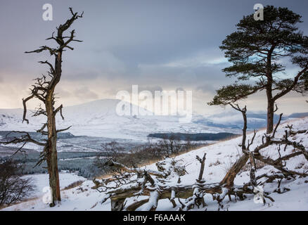 Un vieil arbre noueux nichée entre pins sylvestres sur grand mell est tombé à l'ensemble de clough head dans la distance Banque D'Images