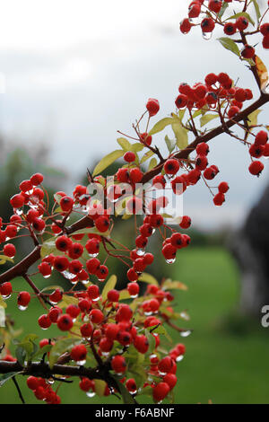 Multi - Pyracanthus rouge 'Colonne' après une tempête de pluie Banque D'Images