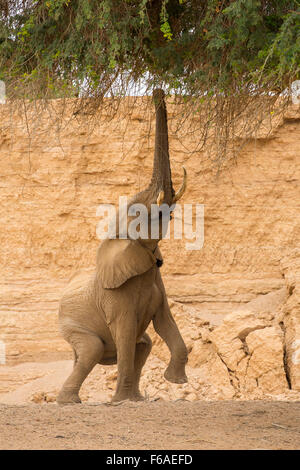 L'alimentation de l'éléphant d'Acacia dans Kaokoveld, Namibie, Afrique Banque D'Images